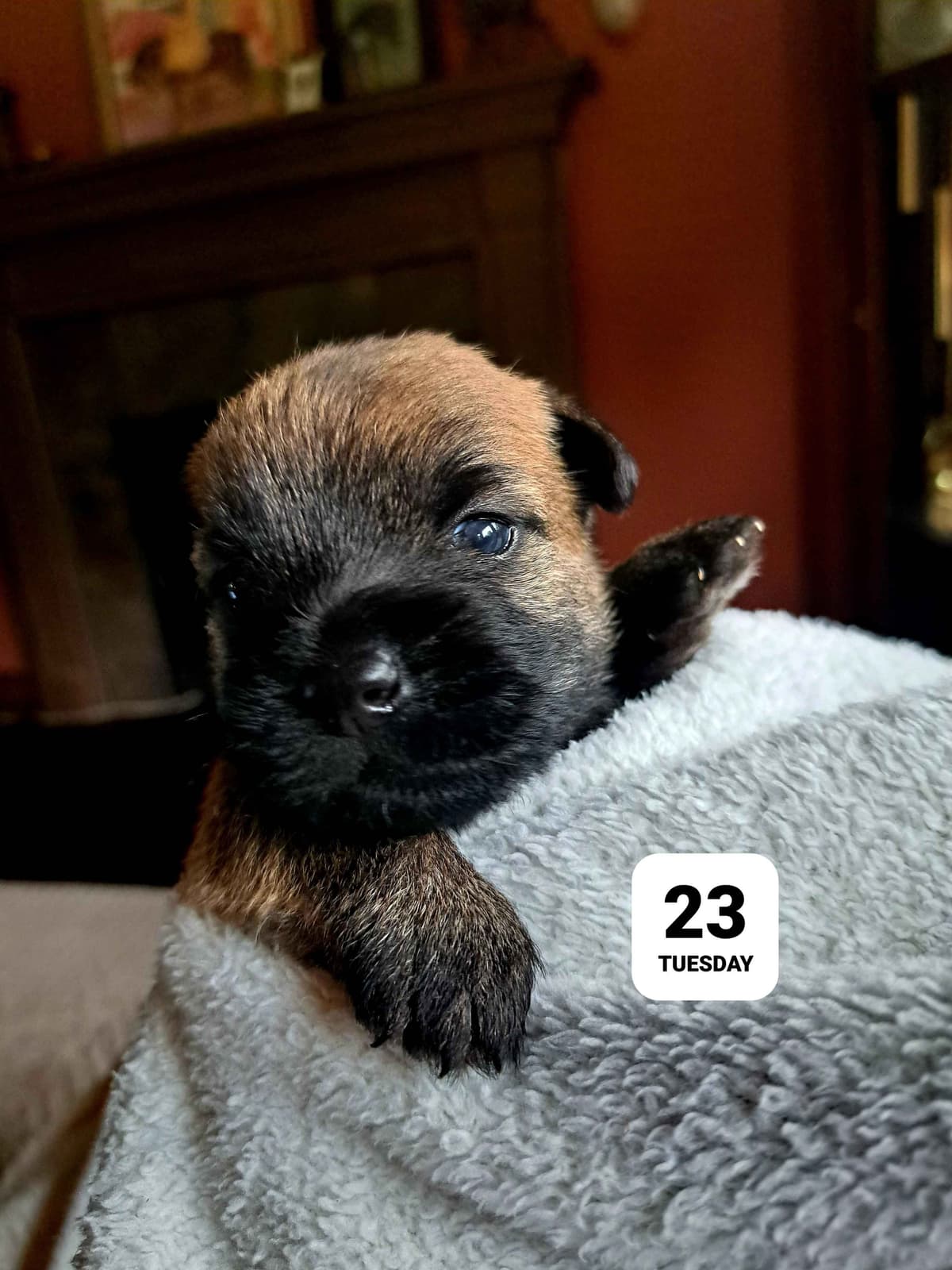 Cairn Terrier Puppies breeder image 20