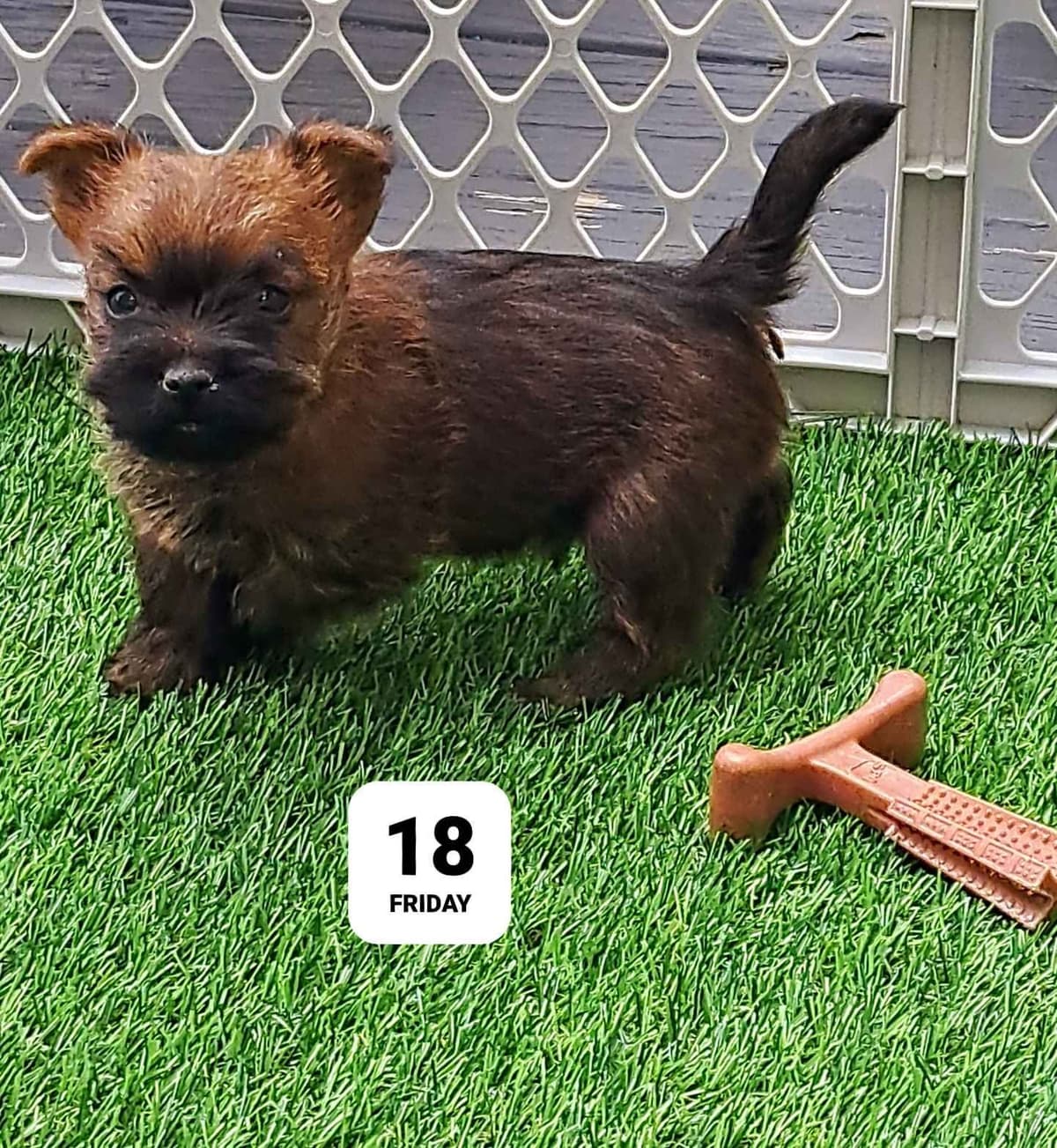 Cairn Terrier Puppies breeder image 21
