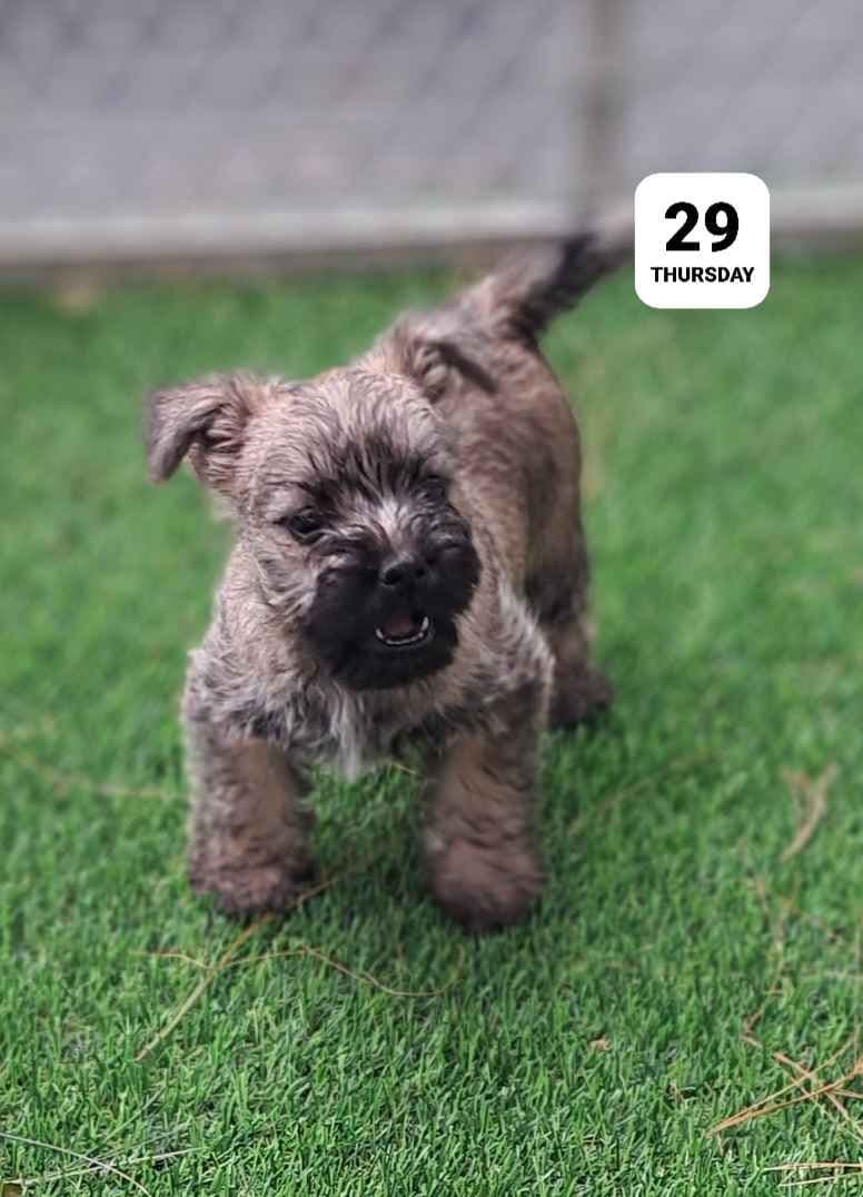 Cairn Terrier Puppies breeder image 22