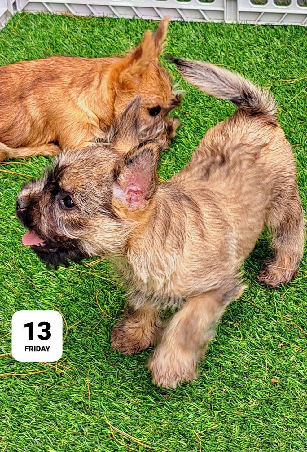 Cairn Terrier Puppies breeder image 23