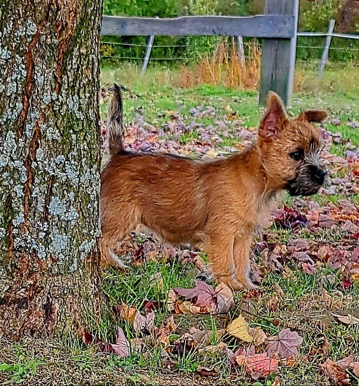 Cairn Terrier Puppies breeder image 24