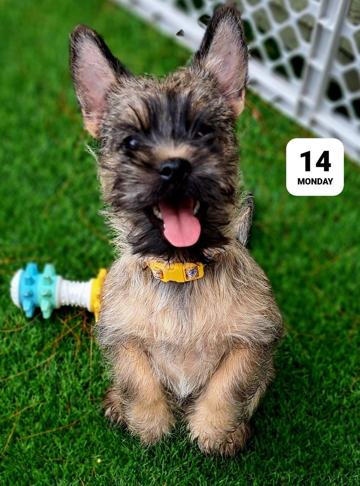 Cairn Terrier Puppies breeder image 25