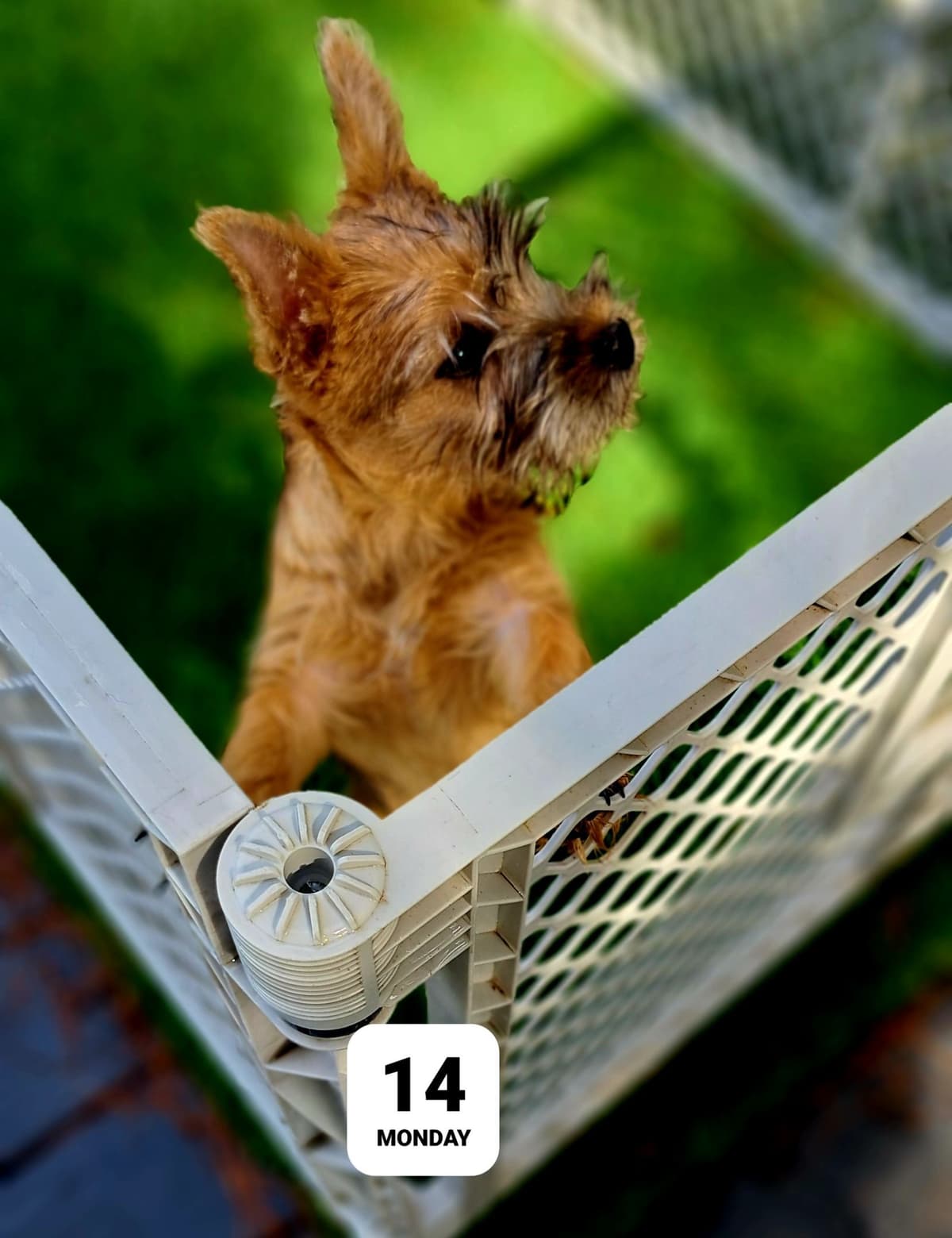 Cairn Terrier Puppies breeder image 26