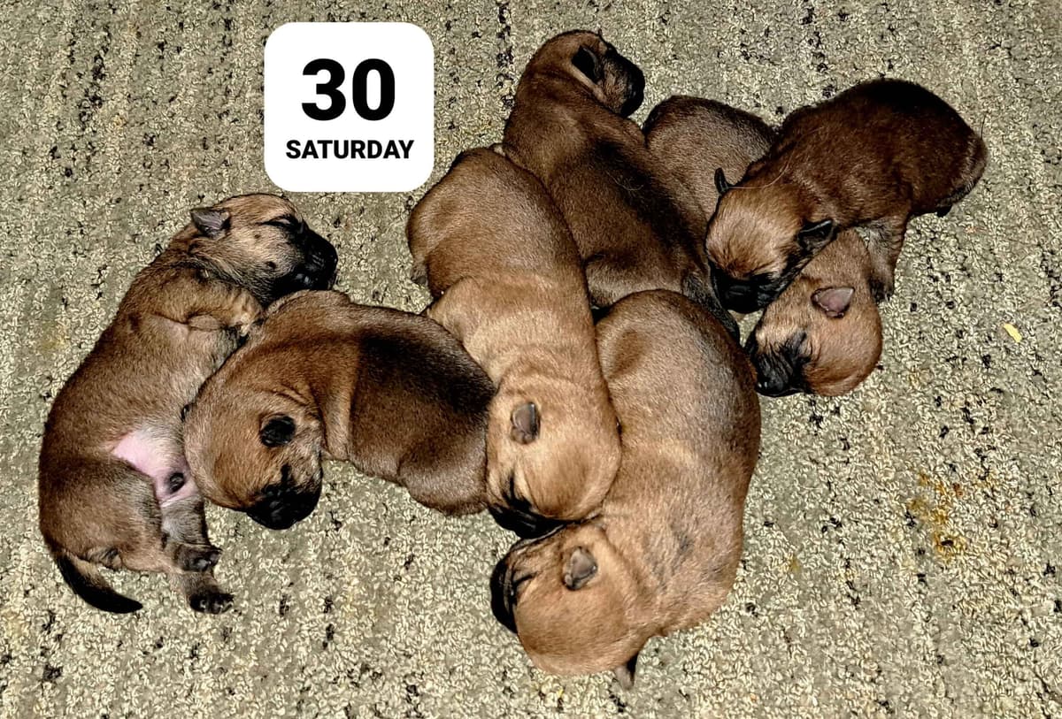 Cairn Terrier Puppies breeder image 27