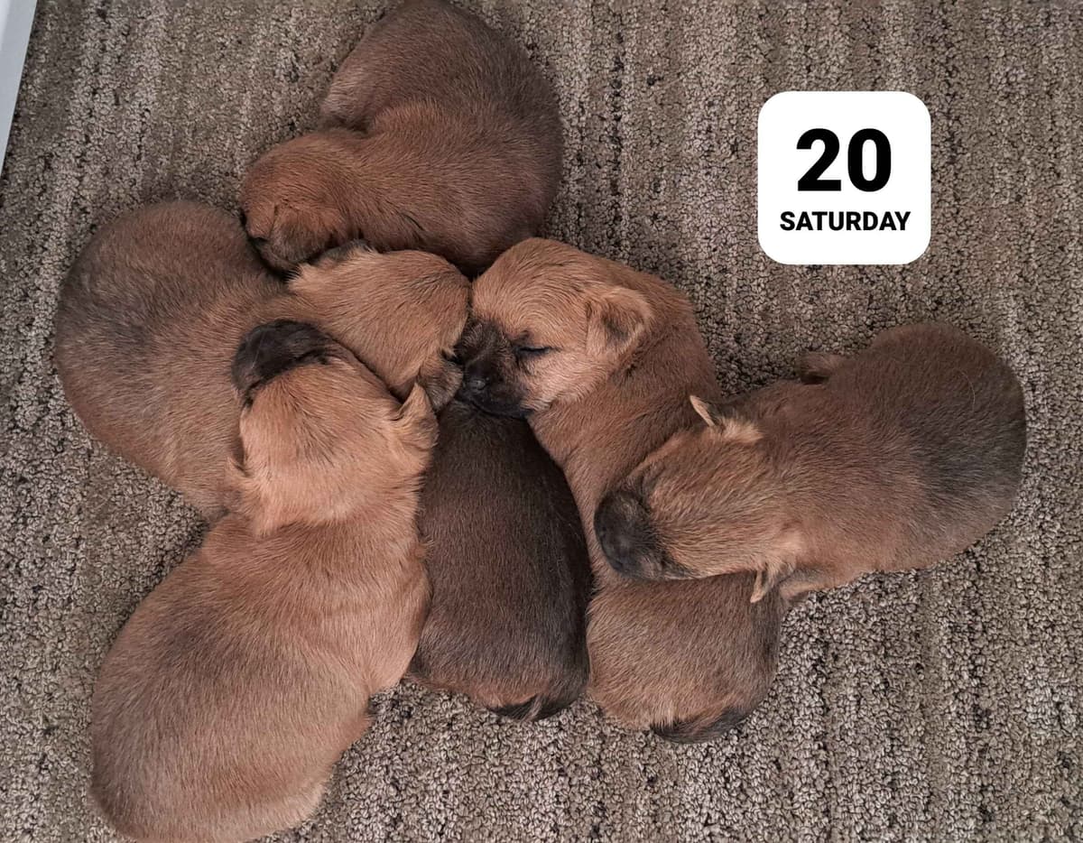 Cairn Terrier Puppies breeder image 28