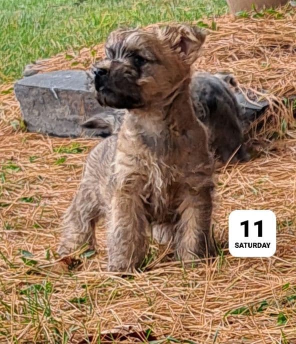 Cairn Terrier Puppies breeder image 29