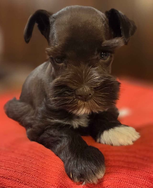 Miniature Schnauzer Puppies media 2