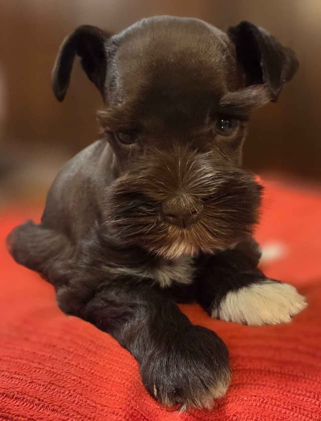 Miniature Schnauzer Puppies media 3
