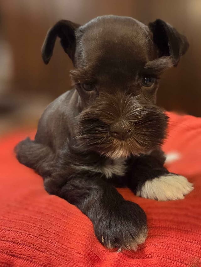 Miniature Schnauzer Puppies media 4