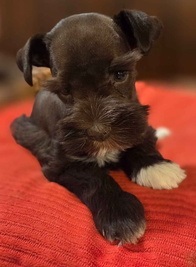 Miniature Schnauzer Puppies media 6