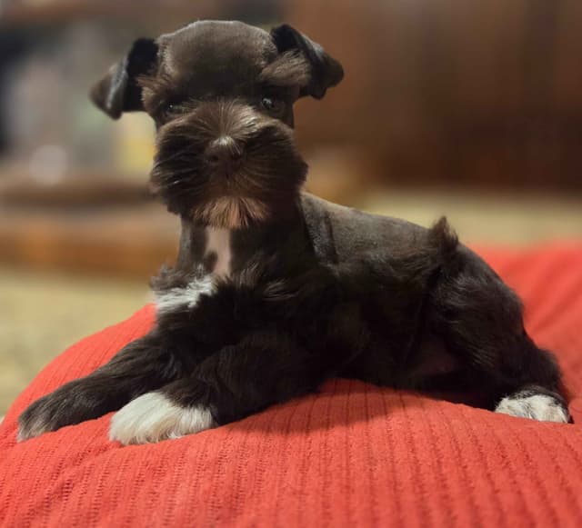 Miniature Schnauzer Puppies media 7