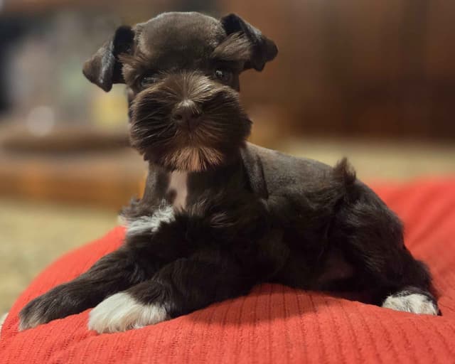 Miniature Schnauzer Puppies media 8