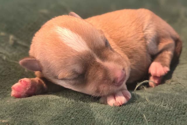 Miniature Schnauzer Puppies media 2