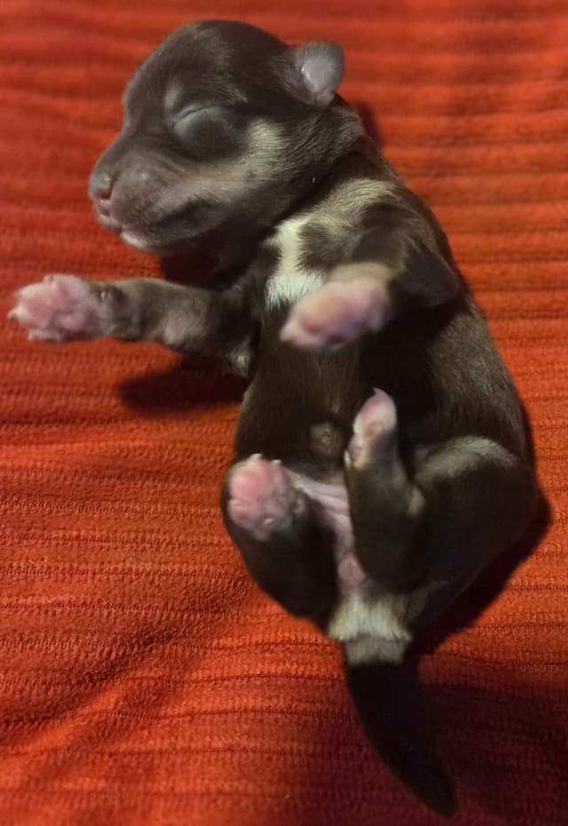 Miniature Schnauzer Puppies media 4