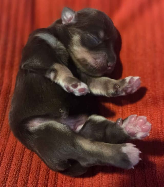 Miniature Schnauzer Puppies media 5