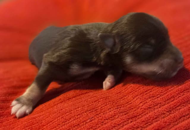 Miniature Schnauzer Puppies media 6