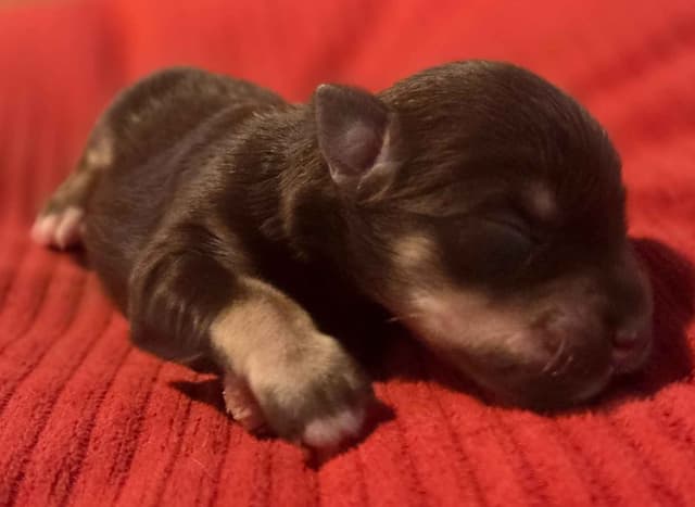 Miniature Schnauzer Puppies media 7