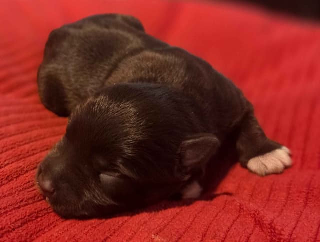 Miniature Schnauzer Puppies media 8