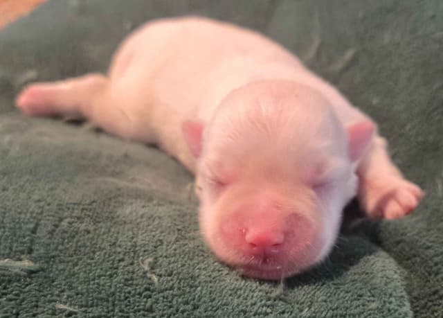 Miniature Schnauzer Puppies media 9