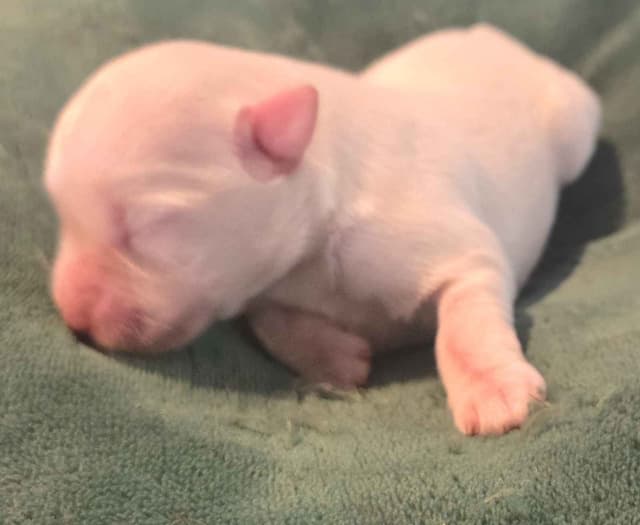 Miniature Schnauzer Puppies media 10