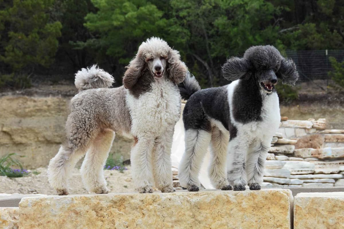 Poodle Puppies breeder image 1