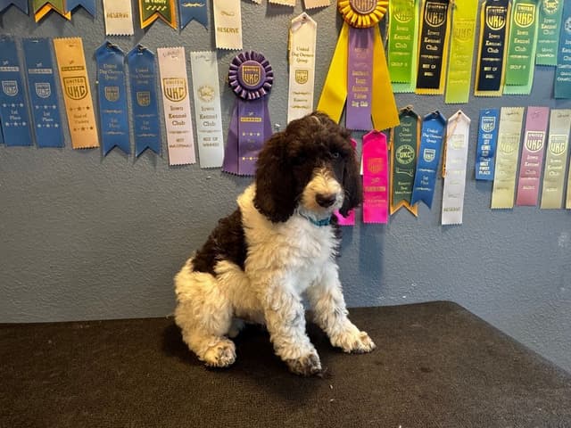 Poodle Puppies media 2