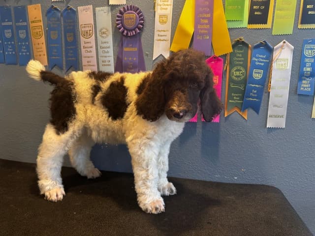 Poodle Puppies media 7
