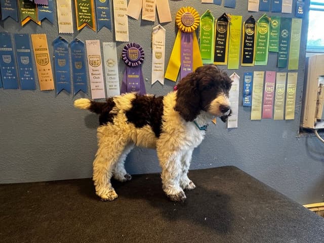 Poodle Puppies media 3