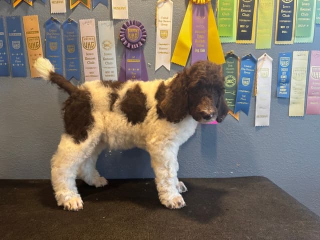 Poodle Puppies media 10