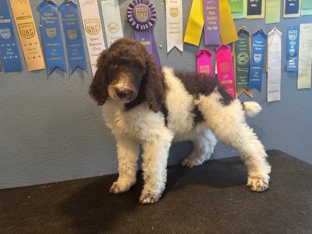 Poodle Puppies media 4