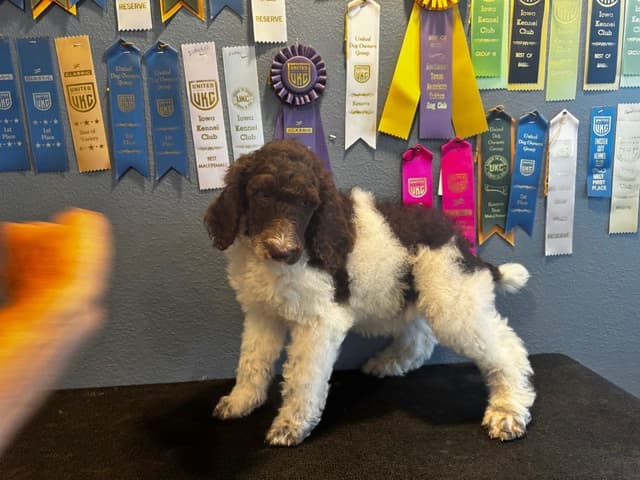 Poodle Puppies media 6