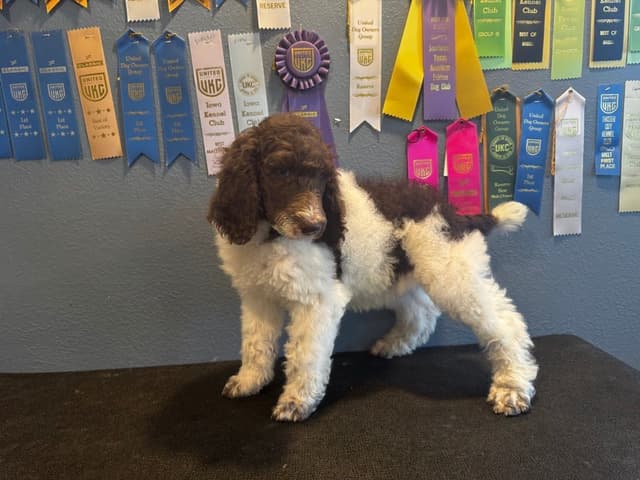 Poodle Puppies media 5