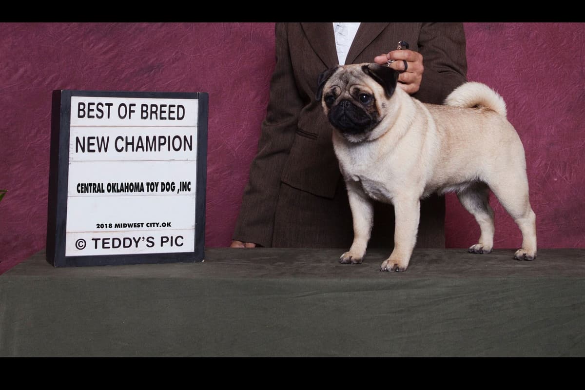 Grand Champion-Sired Adult Female breeder image 1