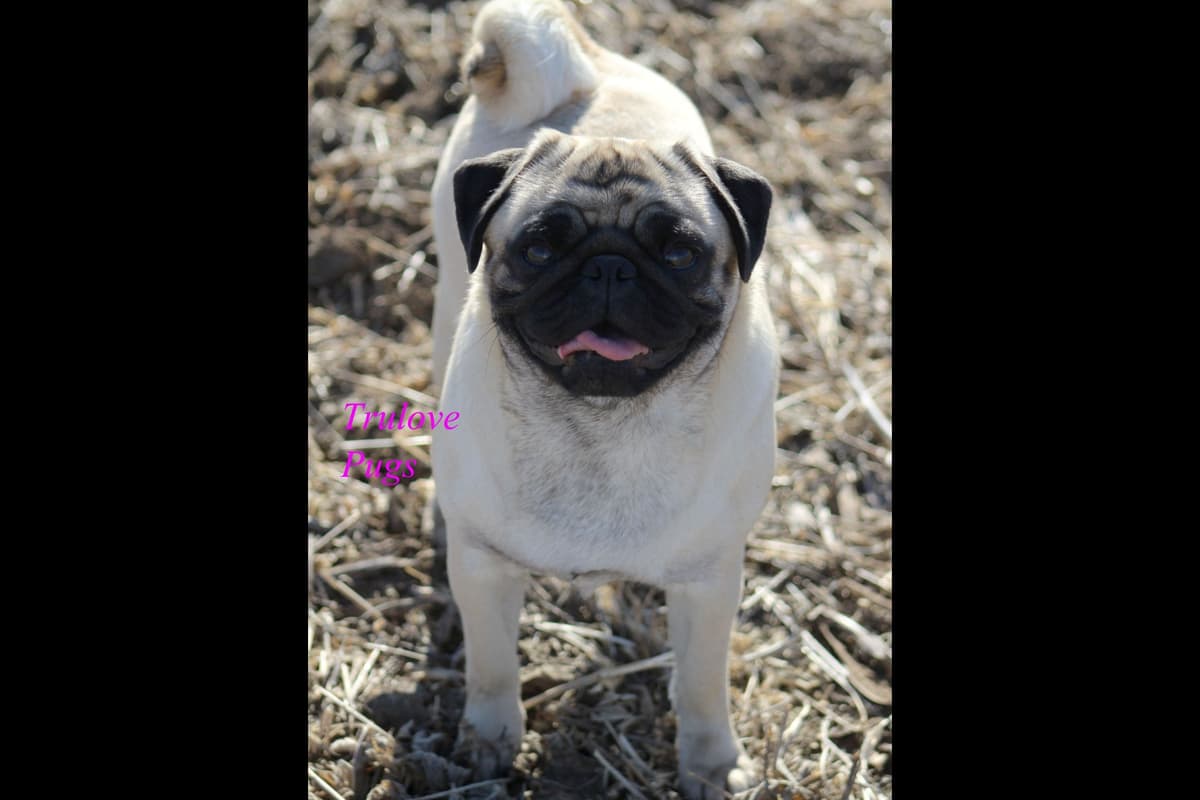 Grand Champion-Sired Adult Female breeder image 3