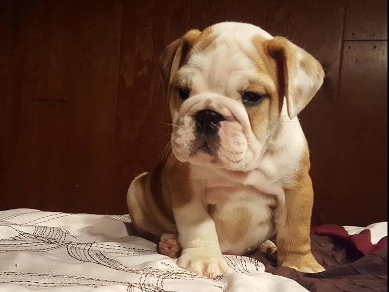 English Bulldog Puppies CH. bloodline breeder image 4