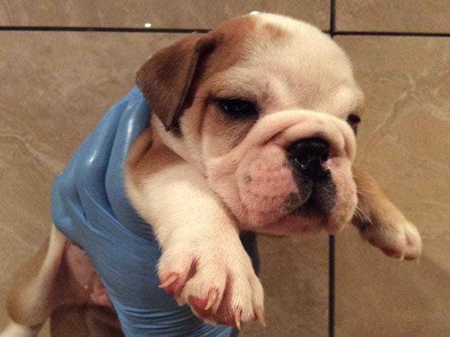 English Bulldog Puppies CH. bloodline breeder image 9