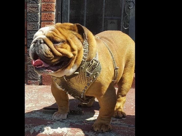English Bulldog Puppies CH. bloodline breeder image 10