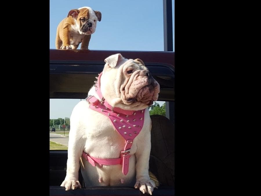English Bulldog Puppies CH. bloodline breeder image 11