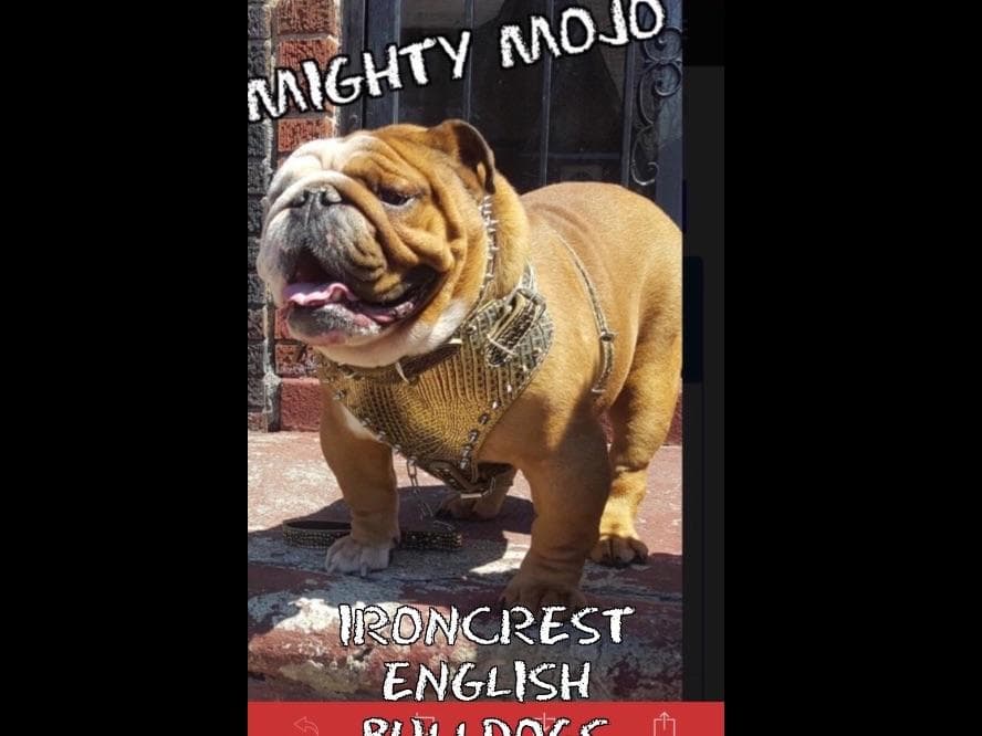 English Bulldog Puppies CH. bloodline breeder image 3