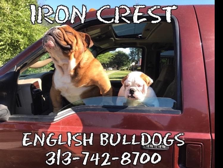 English Bulldog Puppies CH. bloodline breeder image 6