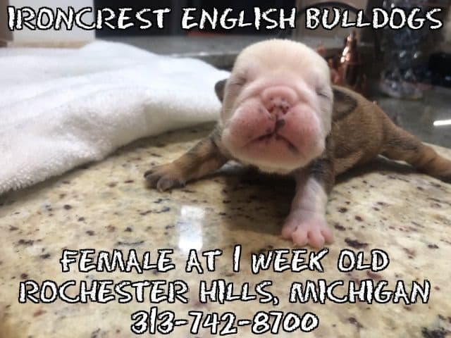 English Bulldog Puppies CH. bloodline breeder image 12