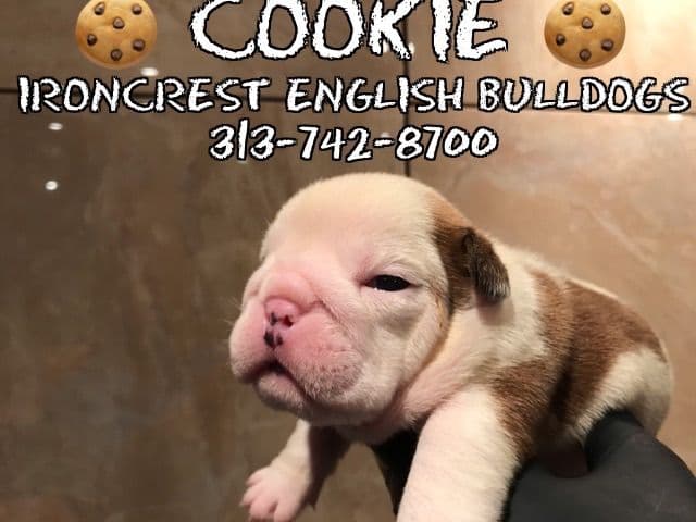 English Bulldog Puppies CH. bloodline breeder image 14