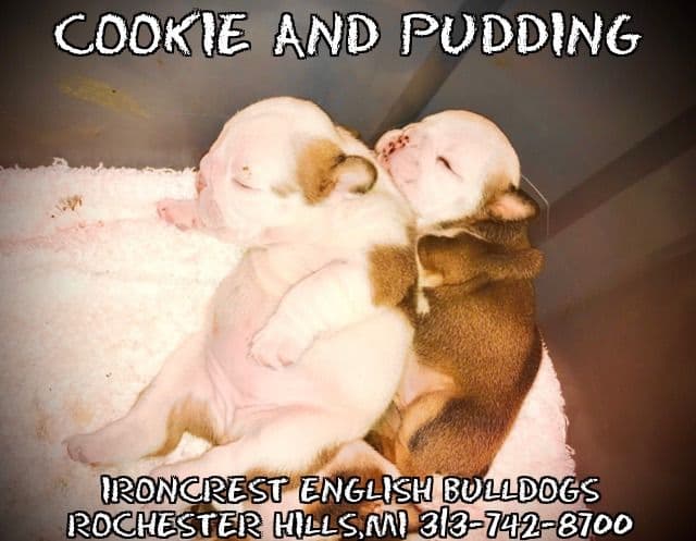 English Bulldog Puppies CH. bloodline breeder image 15