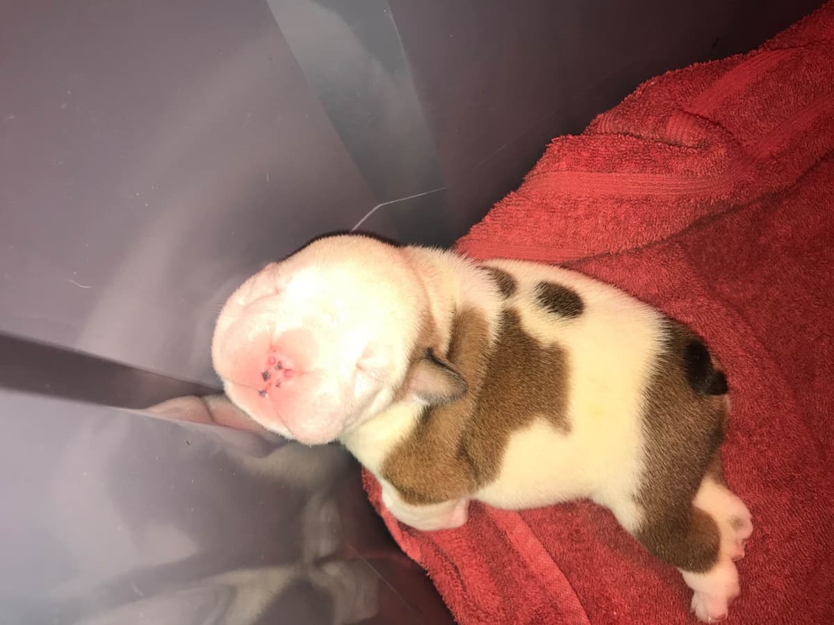 English Bulldog Puppies CH. bloodline breeder image 20