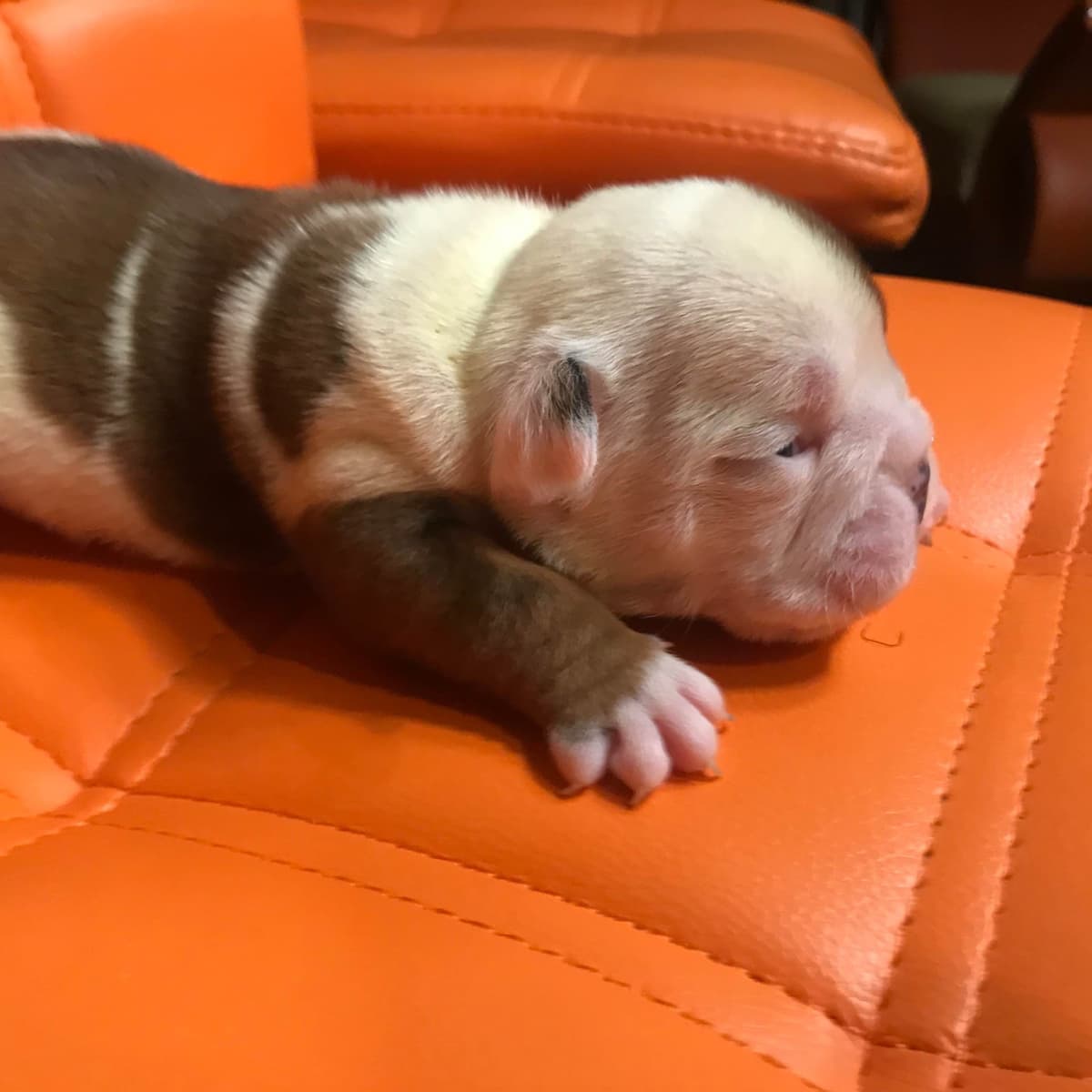 English Bulldog Puppies CH. bloodline breeder image 22