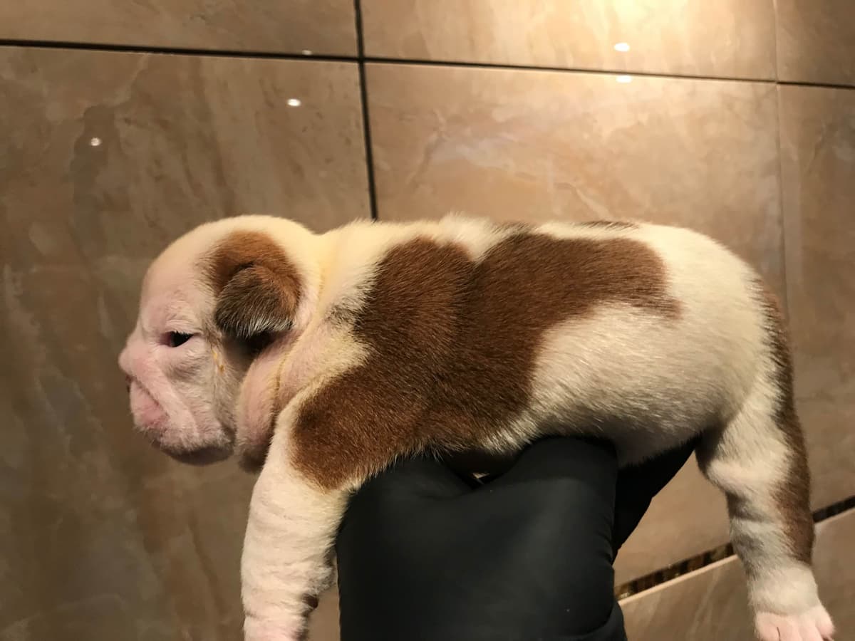 English Bulldog Puppies CH. bloodline breeder image 21