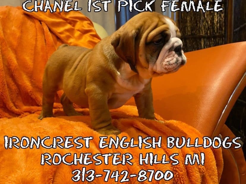 English Bulldog Puppies CH. bloodline breeder image 23