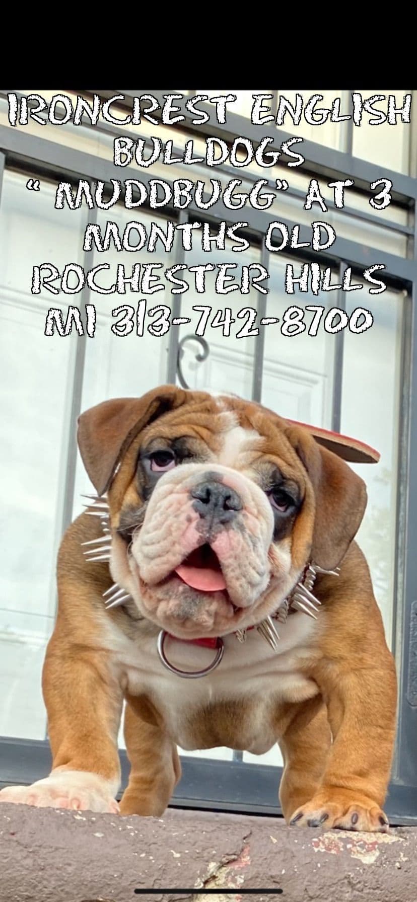 English Bulldog Puppies CH. bloodline breeder image 24