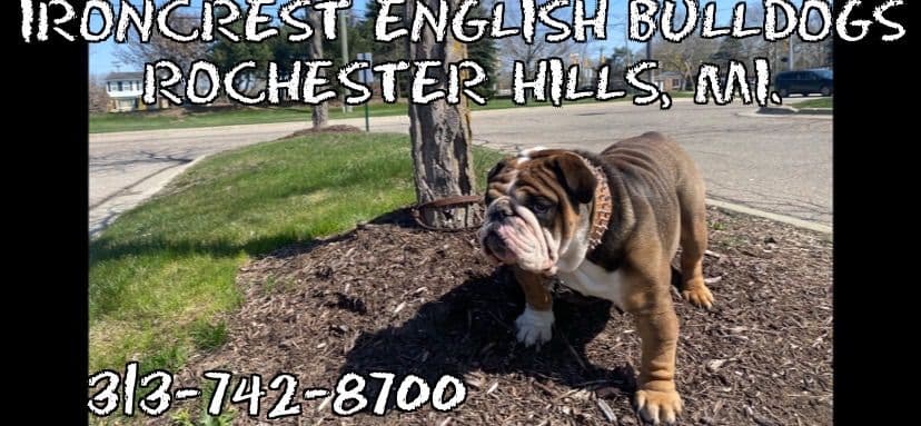 English Bulldog Puppies CH. bloodline breeder image 25