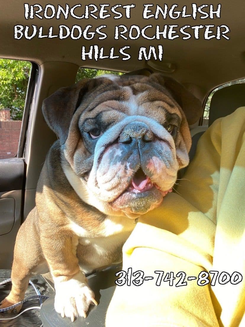 English Bulldog Puppies CH. bloodline breeder image 26